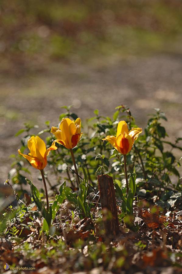 Nom de l'image : D2221913_1_(c)Norbert-JUNG — Description :